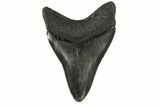 Fossil Megalodon Tooth - South Carolina #168939-2